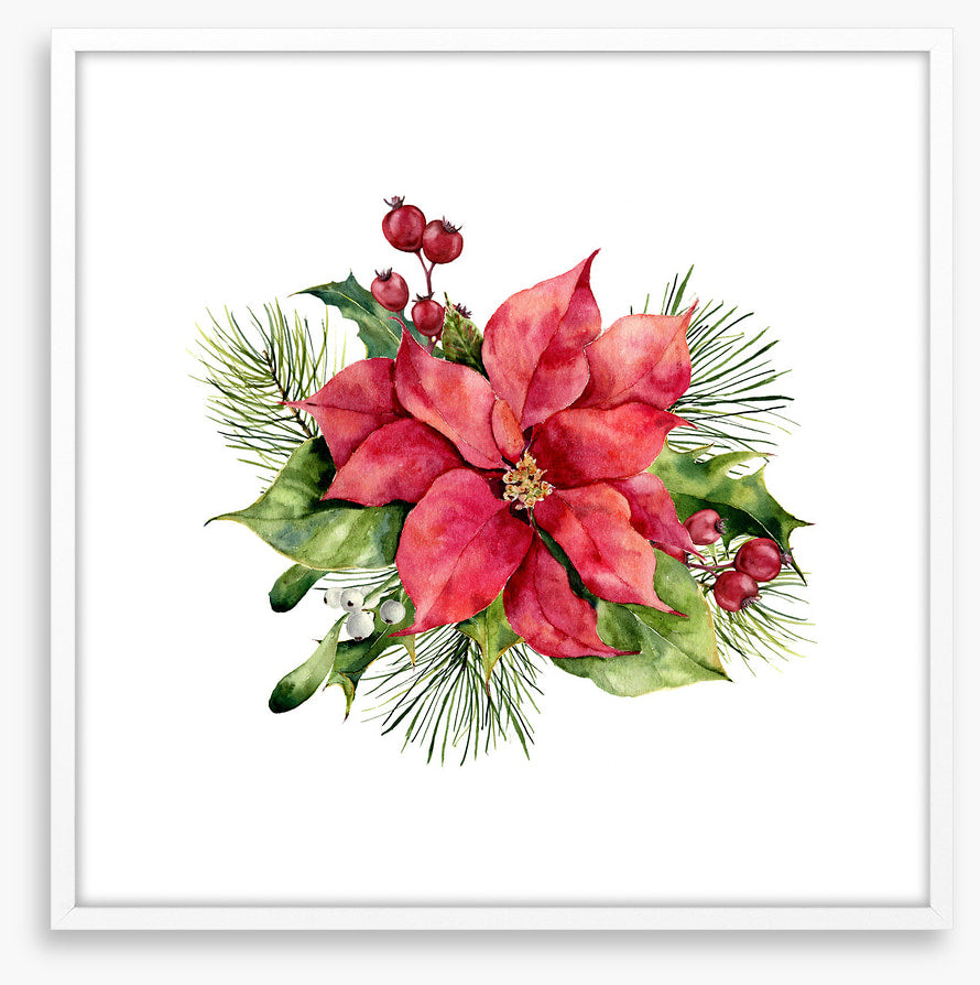 Red poinsettia