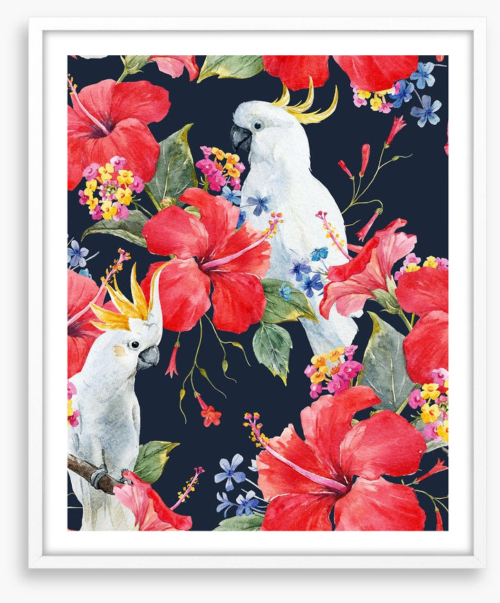Hibiscus cockatoo