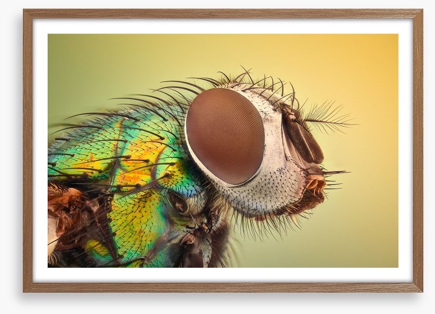 Insects