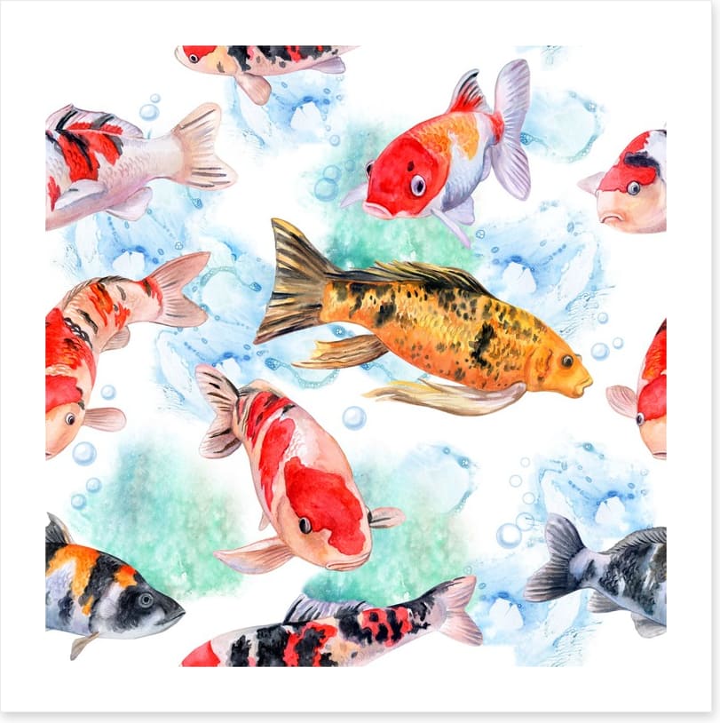 Swimming with the koi