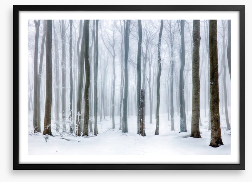 Snow forest stump