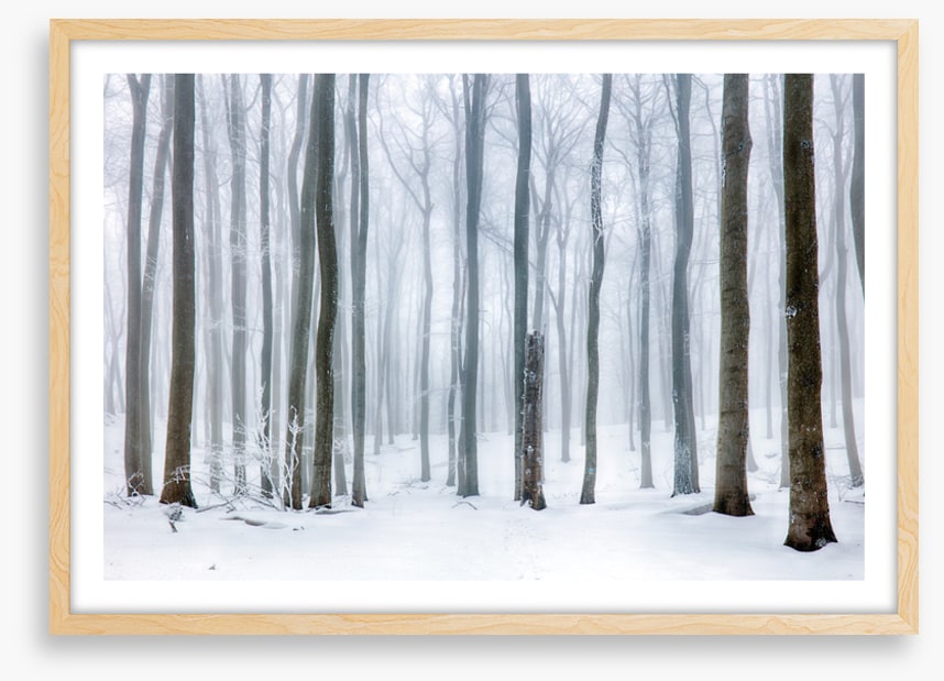 Snow forest stump