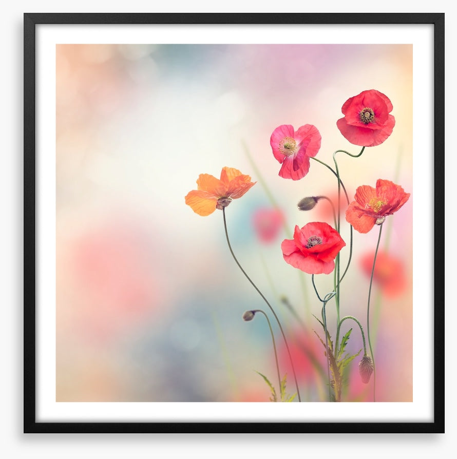 Five poppies