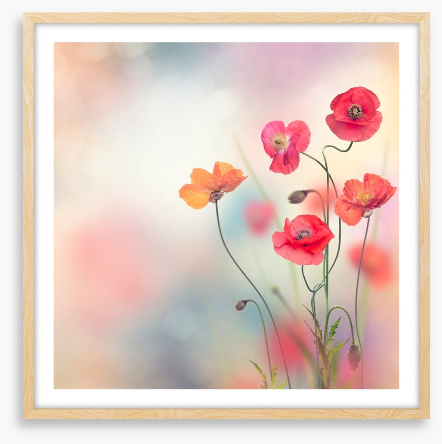 Five poppies