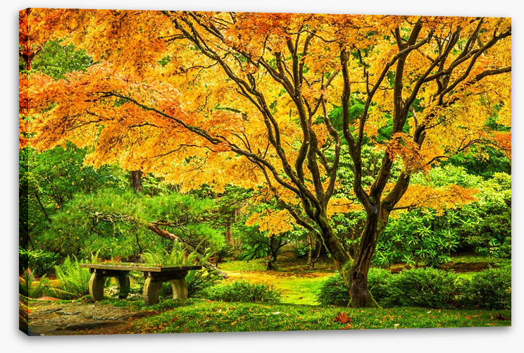 Golden maple bench