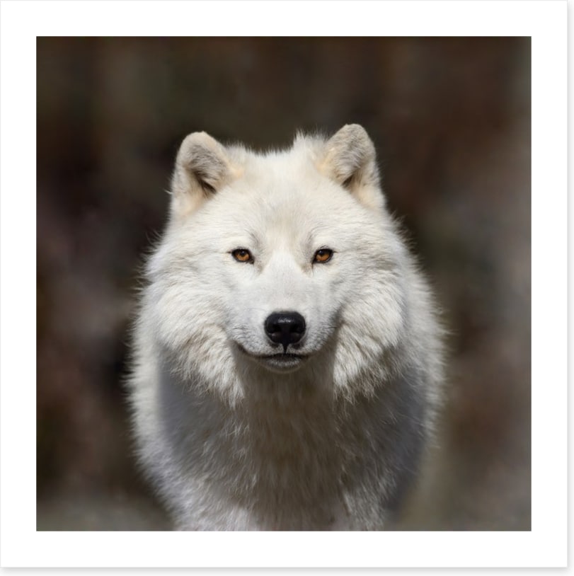 Arctic wolf