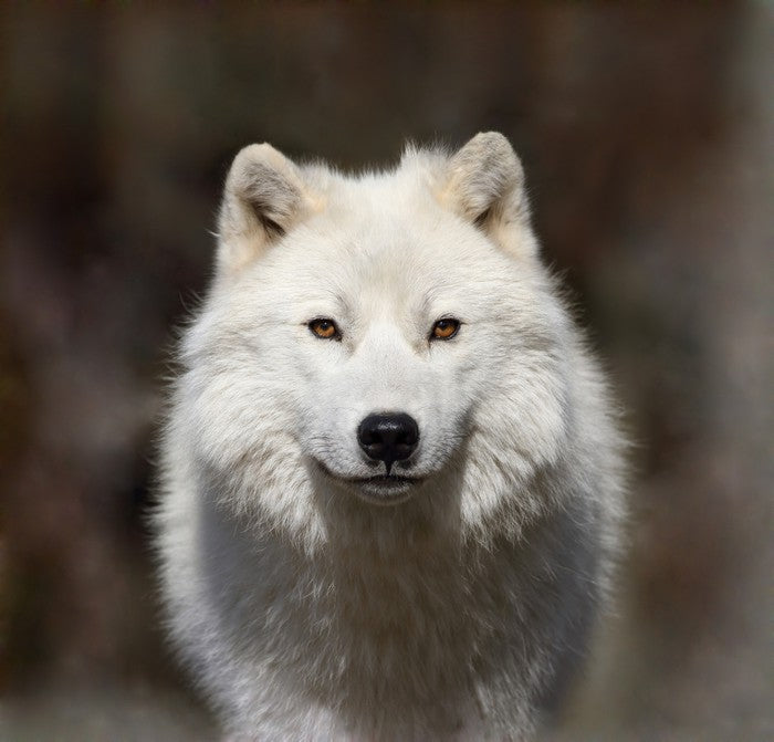 Arctic wolf