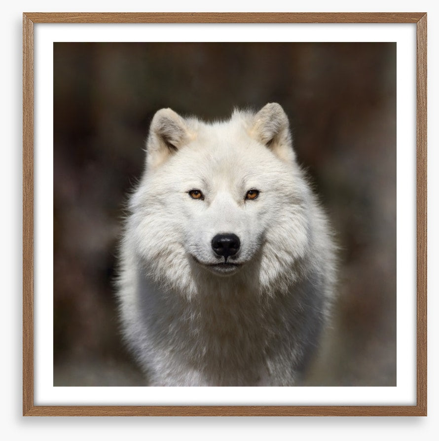 Arctic wolf