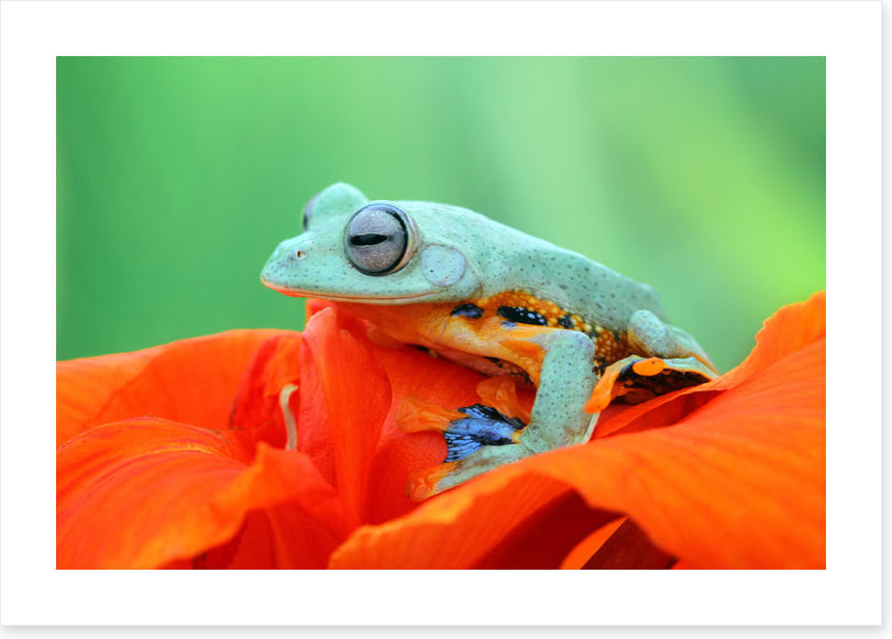 Reptiles / Amphibian
