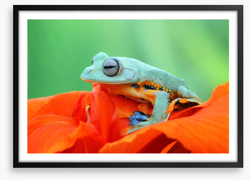 Reptiles / Amphibian