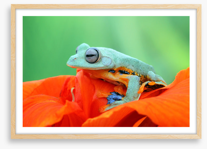 Reptiles / Amphibian
