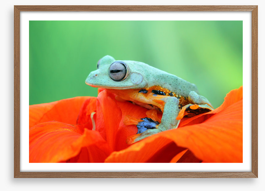 Reptiles / Amphibian