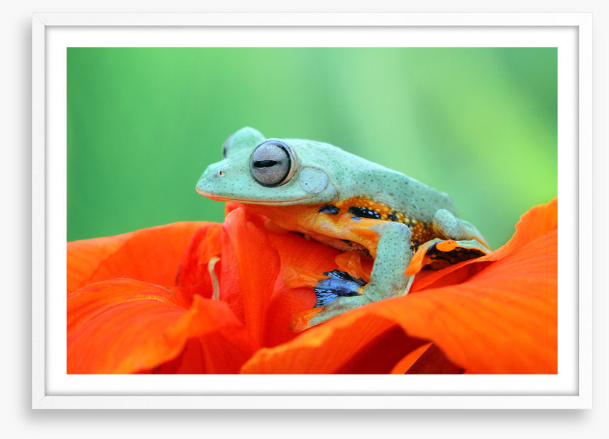 Reptiles / Amphibian