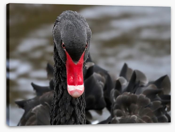 Hide and beak