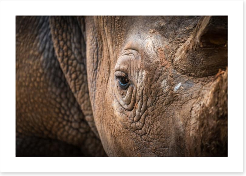 Rhinocereye