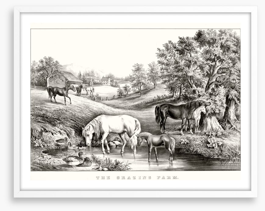 The grazing farm
