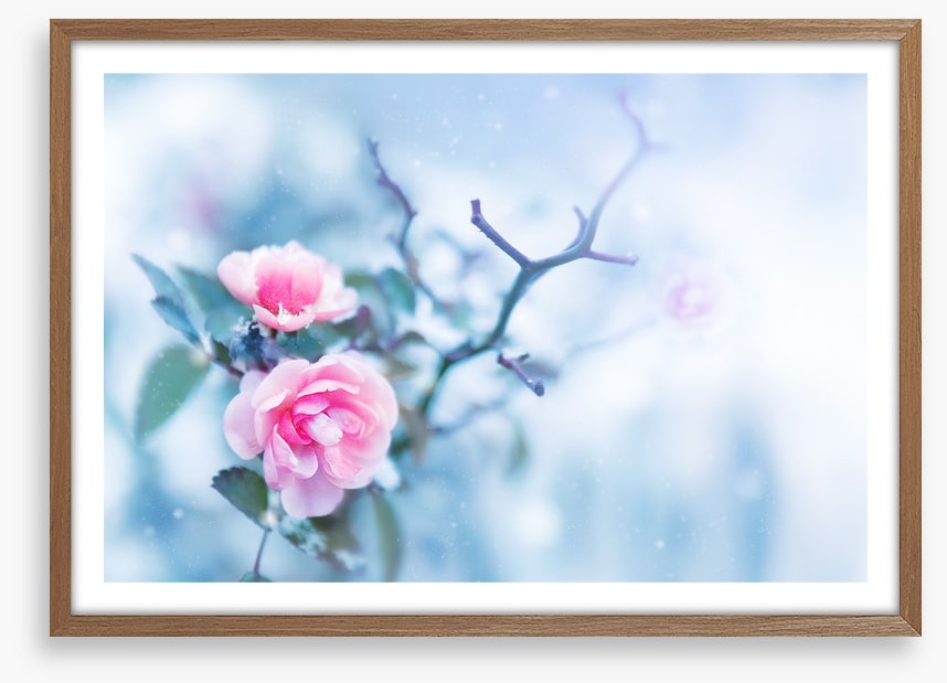 Pink rose glacé