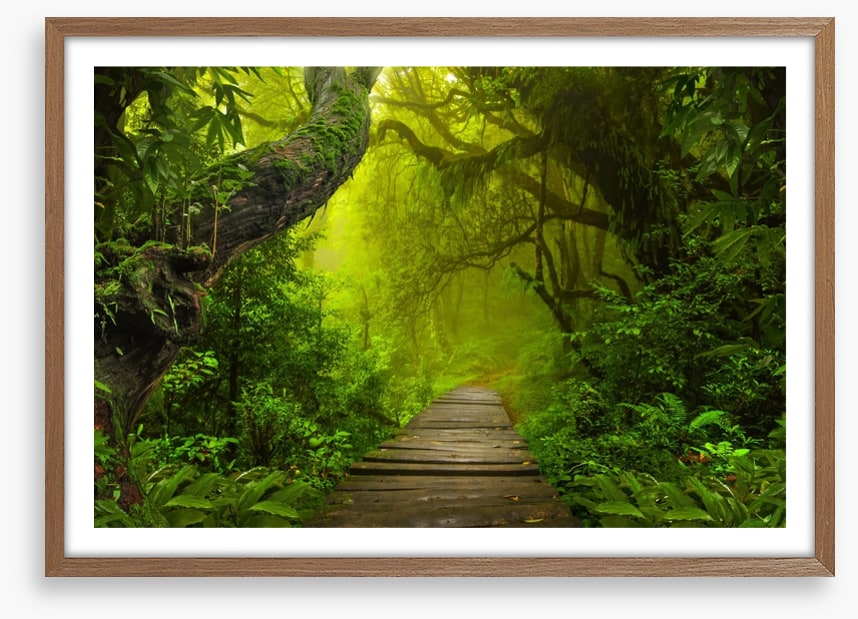 Jungle walk