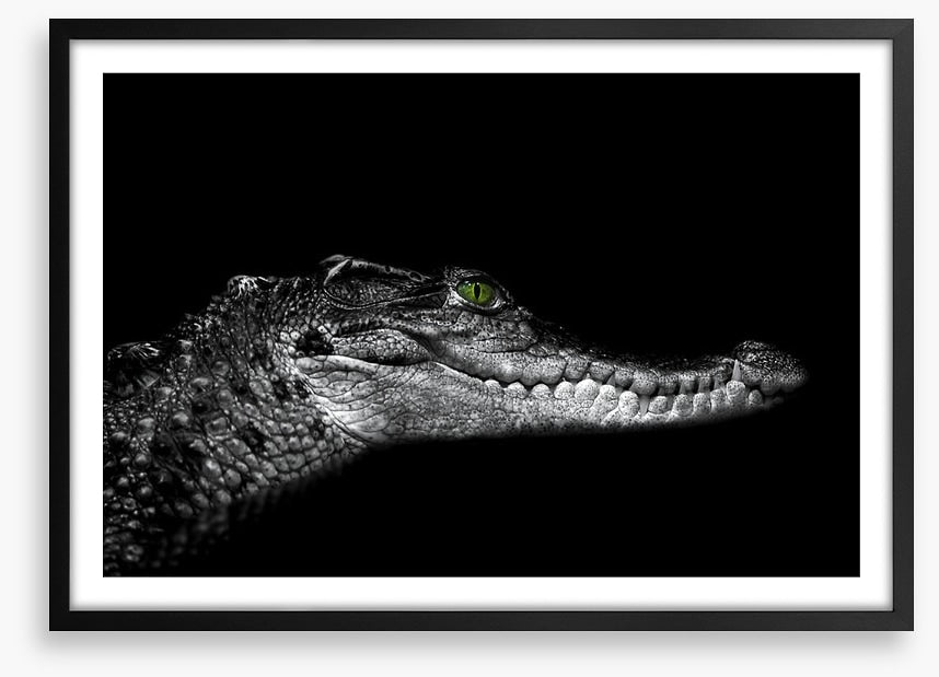 Reptiles / Amphibian
