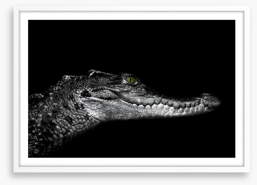 Reptiles / Amphibian