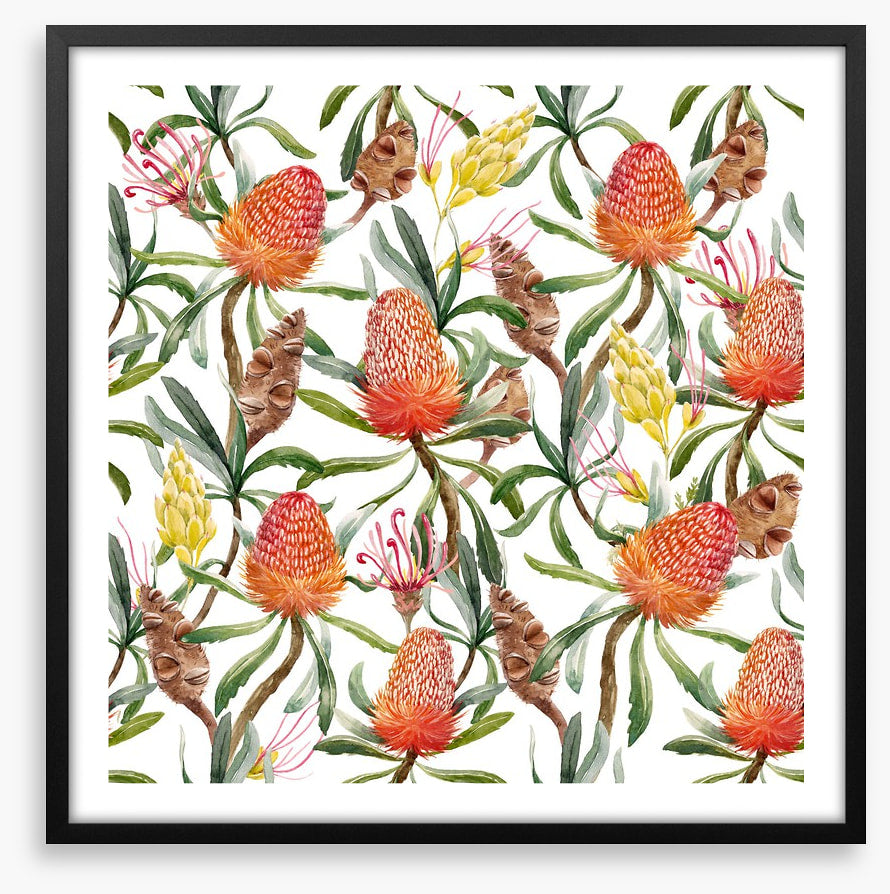 Banksia beauty