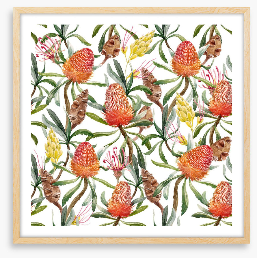 Banksia beauty
