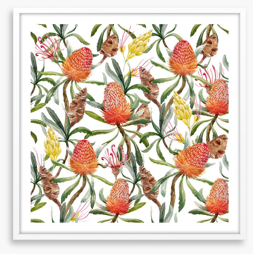 Banksia beauty