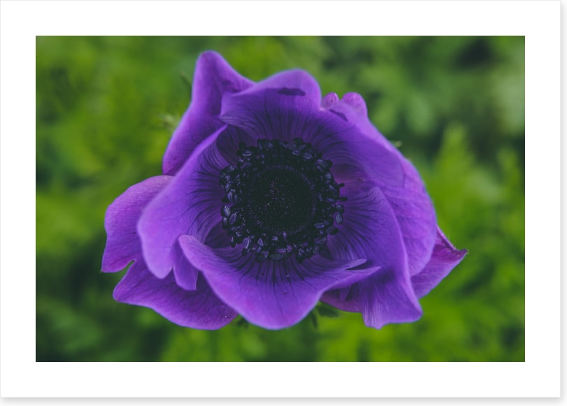 Heart of the anemone