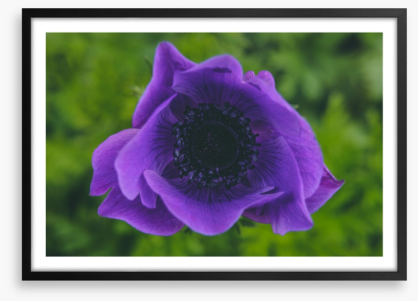 Heart of the anemone