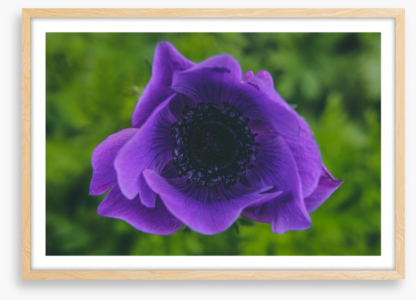 Heart of the anemone