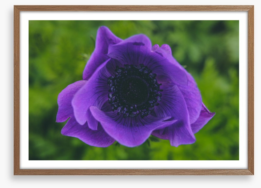 Heart of the anemone