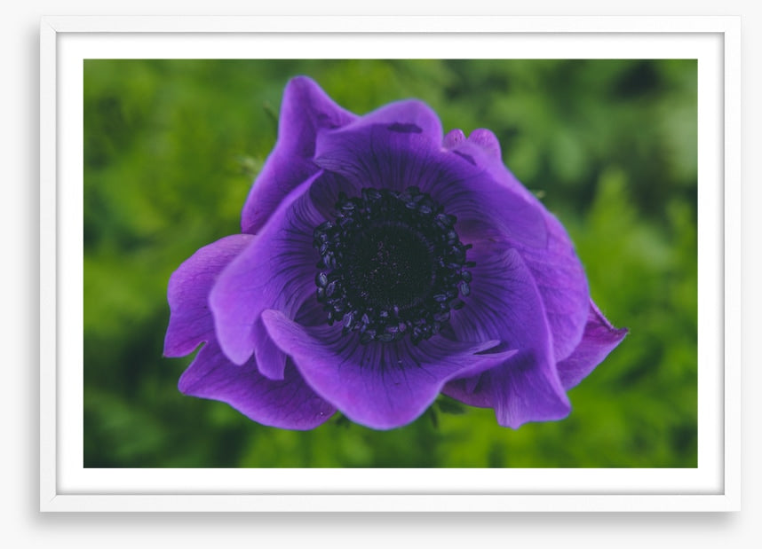 Heart of the anemone