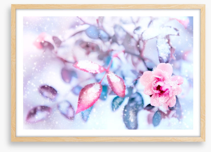 Frozen pink