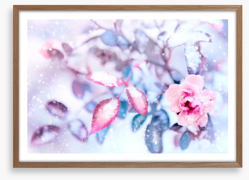 Frozen pink