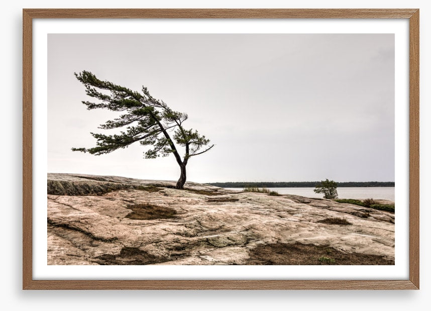 The windswept pine