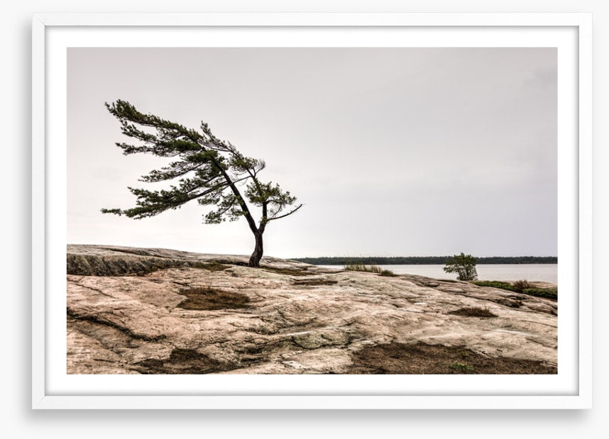 The windswept pine
