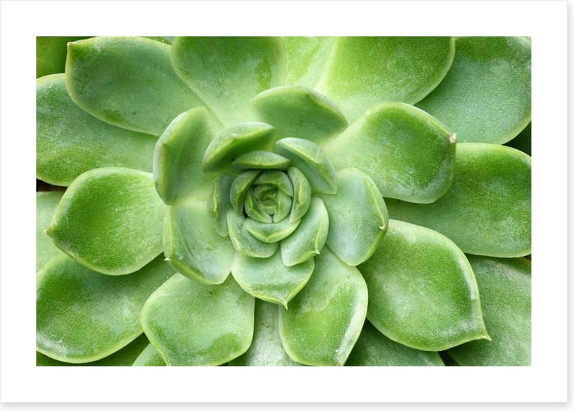 Echeveria