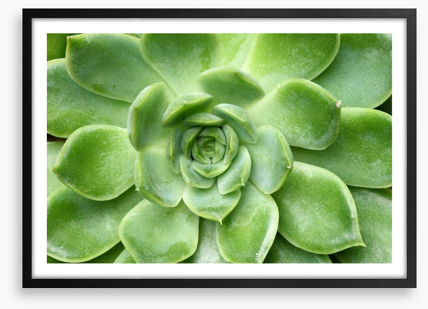 Echeveria