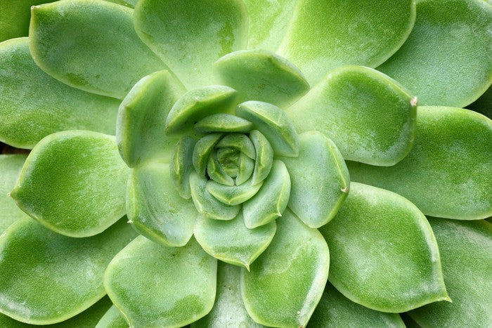 Echeveria