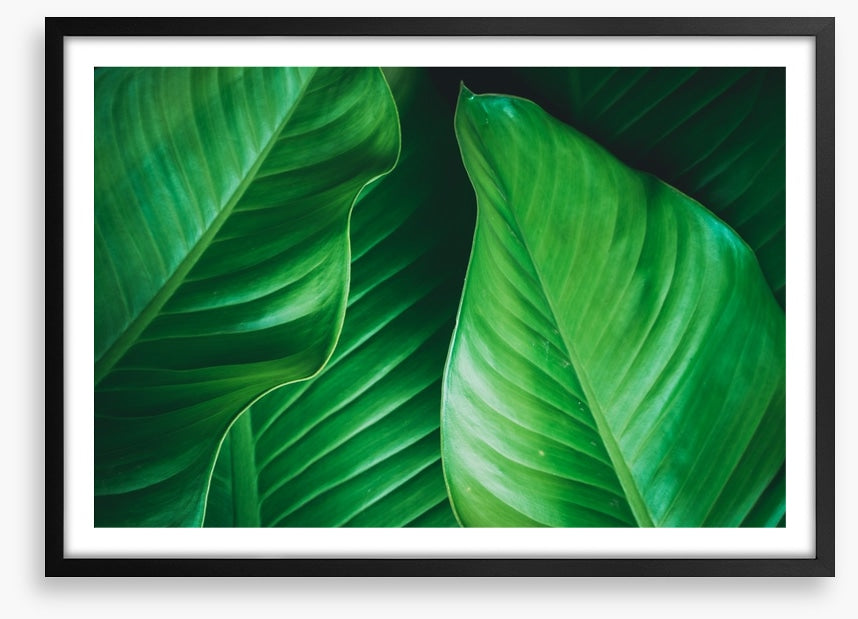 Lush leaves 2