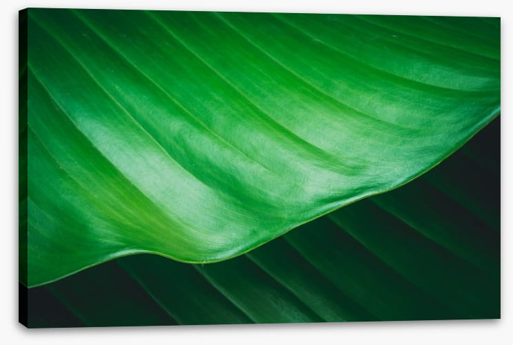 Leaves