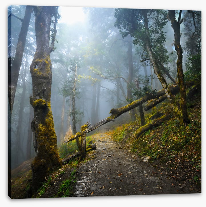 Forests