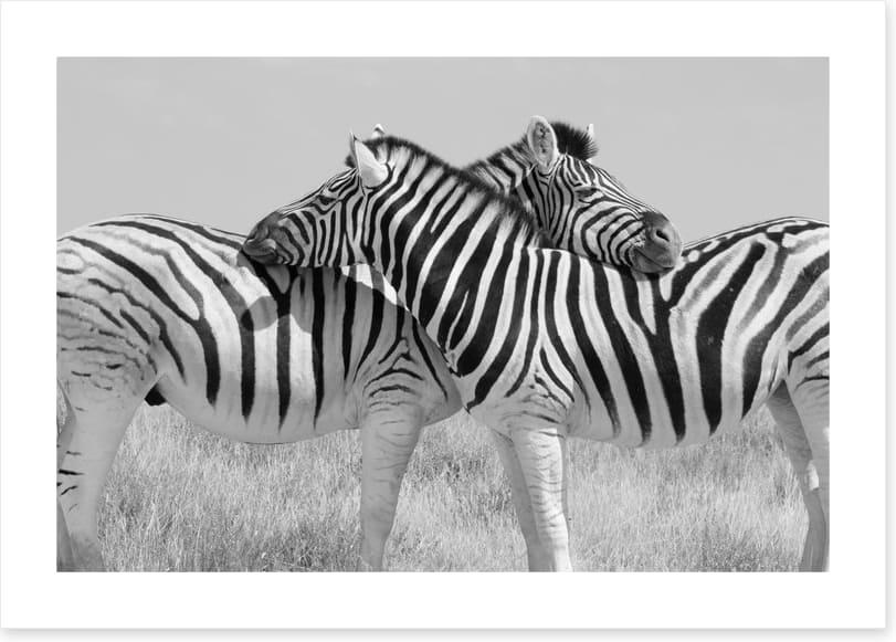 Zebra hugs