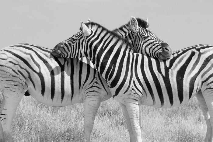 Zebra hugs