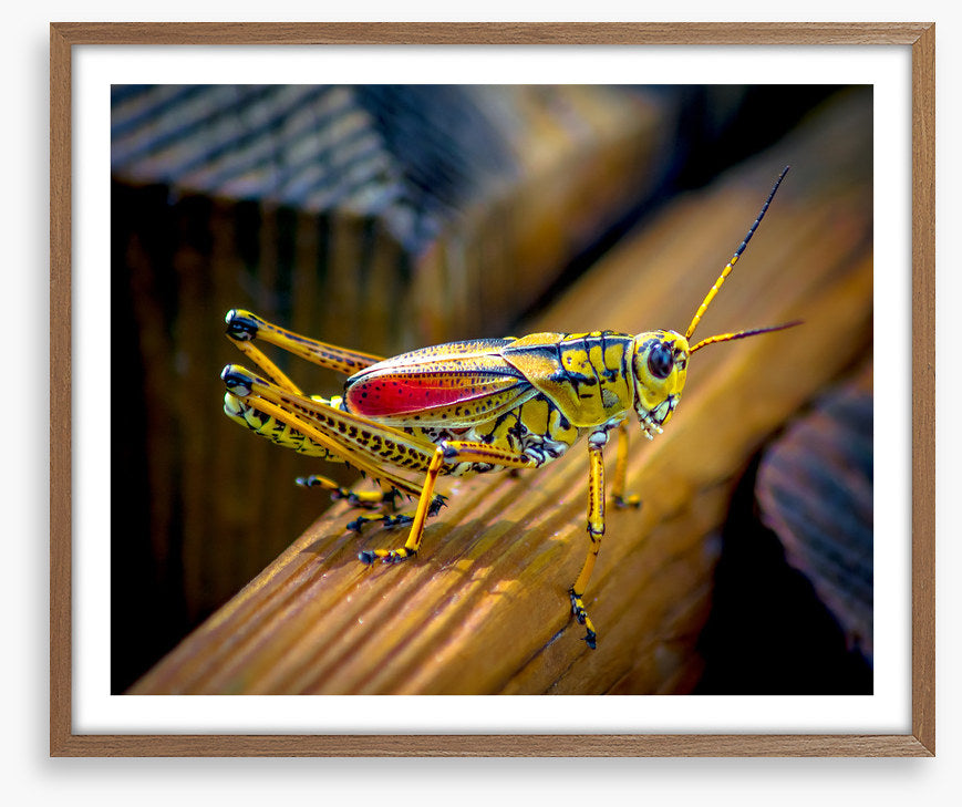 Insects