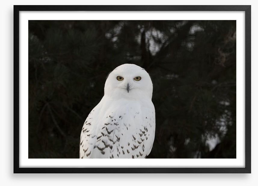 Snowy owl stare