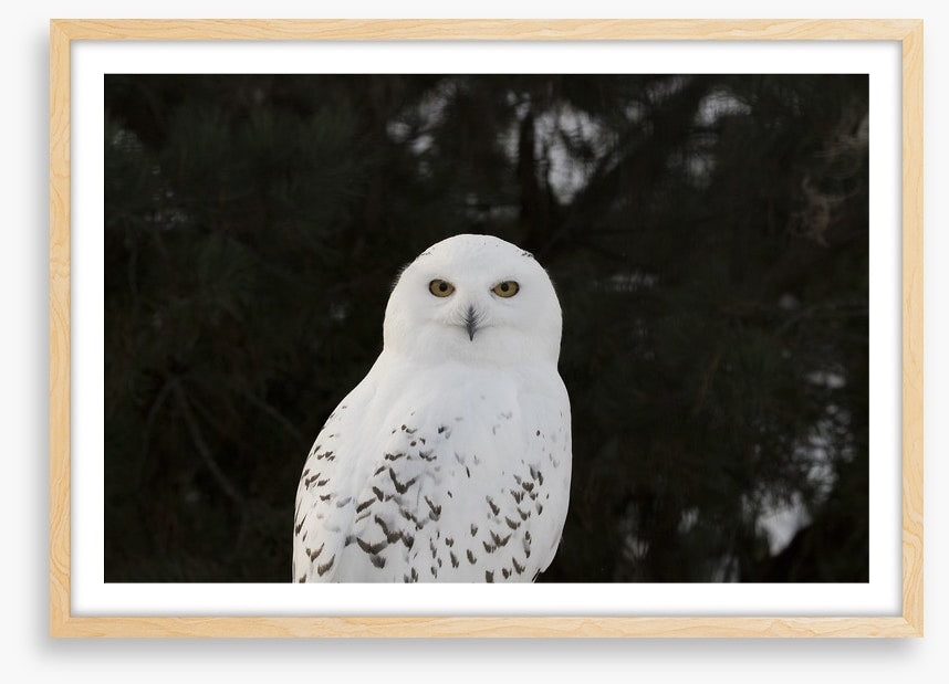 Snowy owl stare