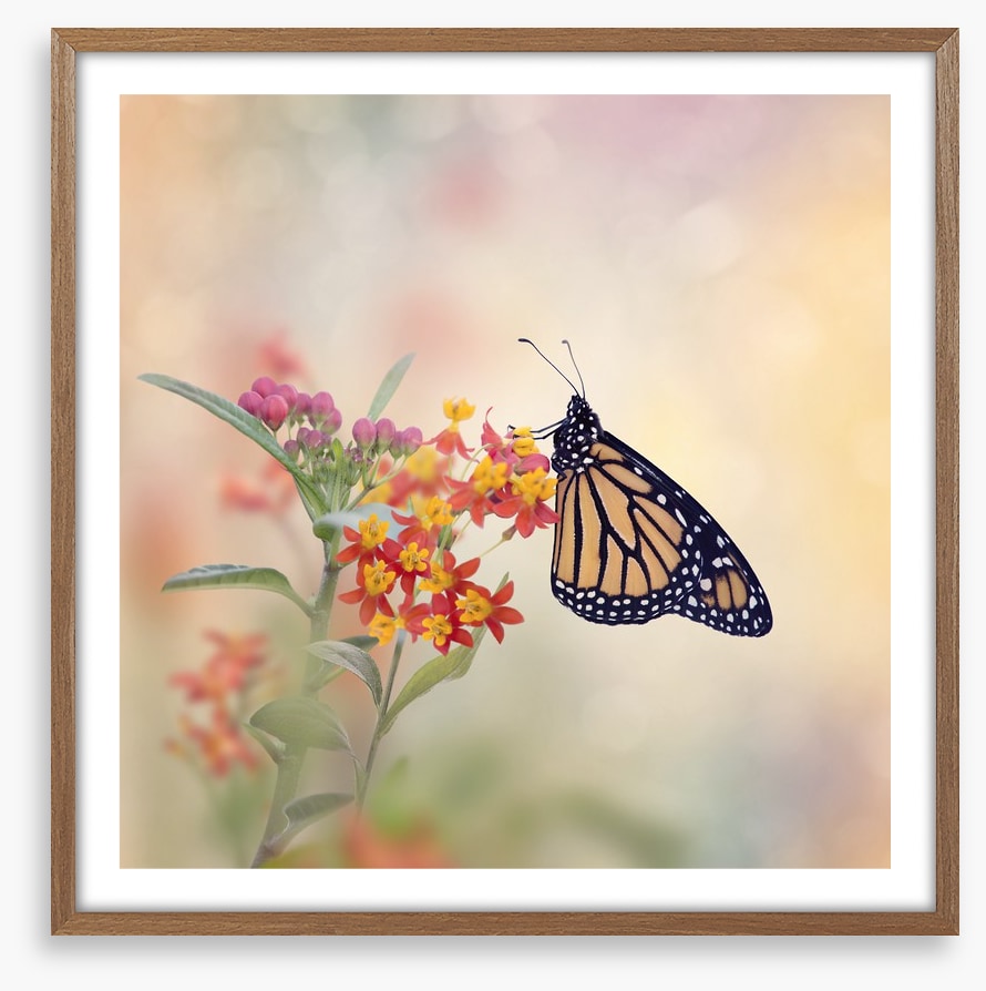 Milkweed monarch