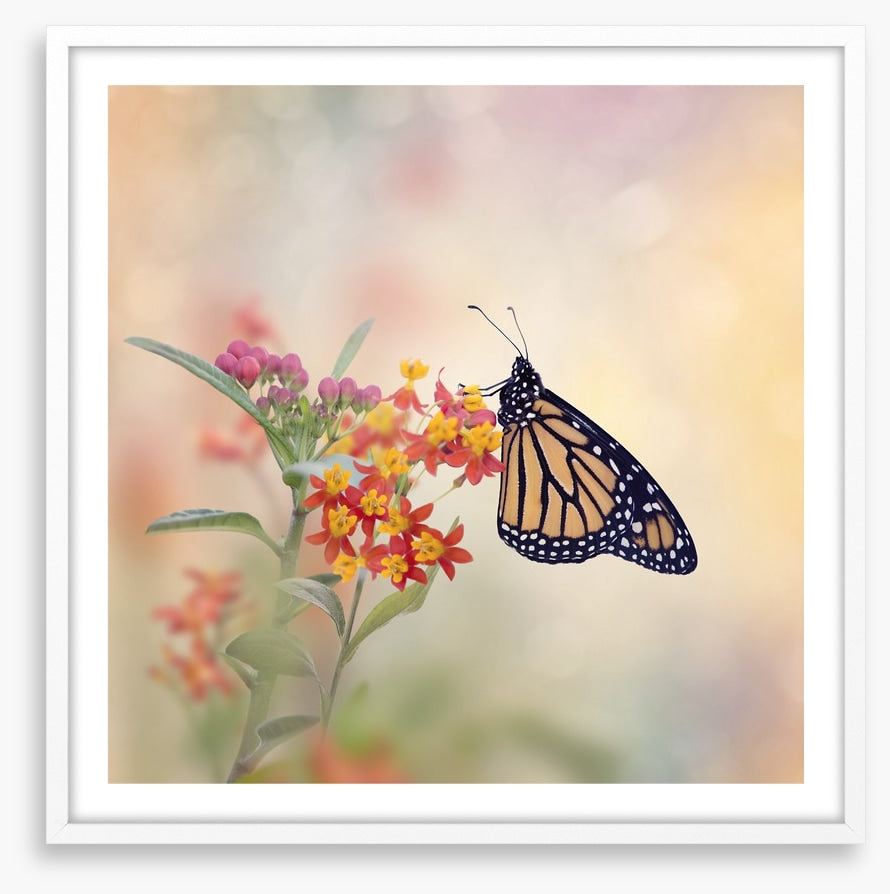 Milkweed monarch