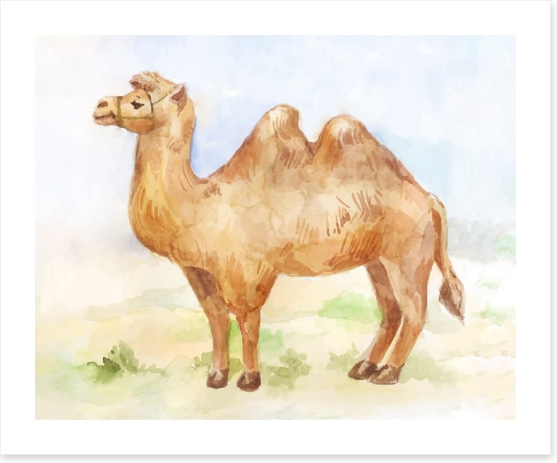 Alice the camel